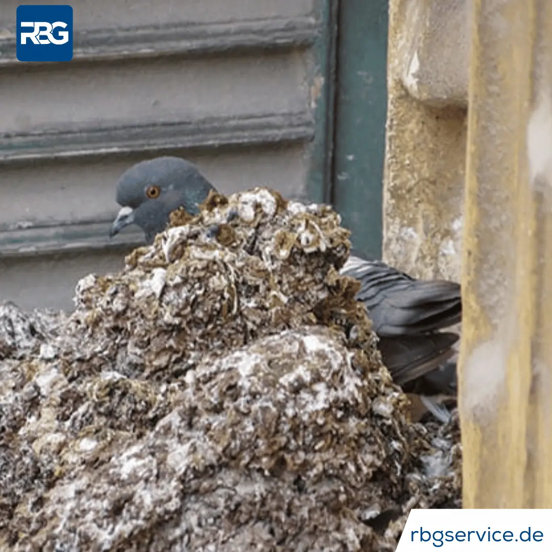 rbg-Taubenkot Entfernen koln